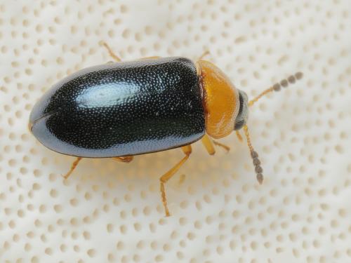 Réf. 317 184 : Tetratoma fungorum