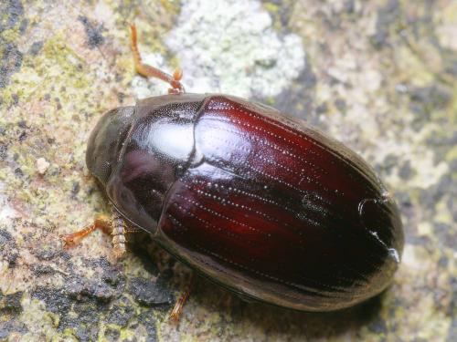 Réf. 317 837 : Platydema violacea