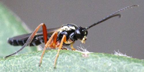 Syrphoctonus tarsatorius