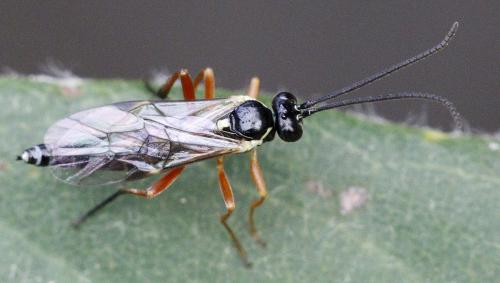 Syrphoctonus tarsatorius