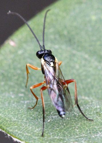 Syrphoctonus tarsatorius
