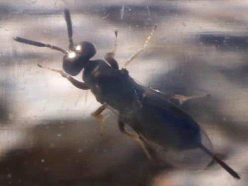 Réf. 317 699 : Roptrocerus xylophagorum