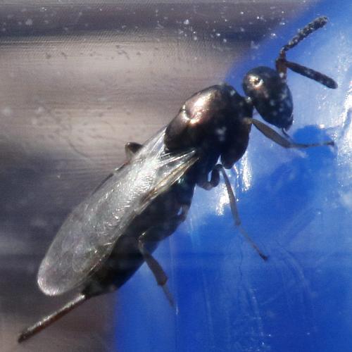 Réf. 317 694 : Roptrocerus xylophagorum