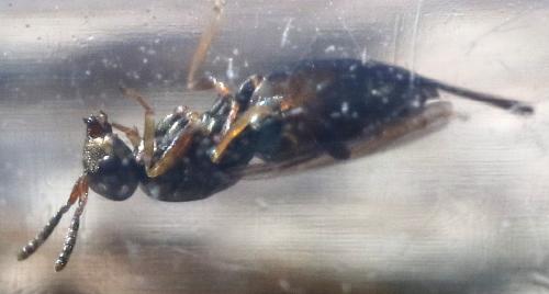 Réf. 317 689 : Roptrocerus xylophagorum