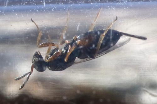 Réf. 317 683 : Roptrocerus xylophagorum