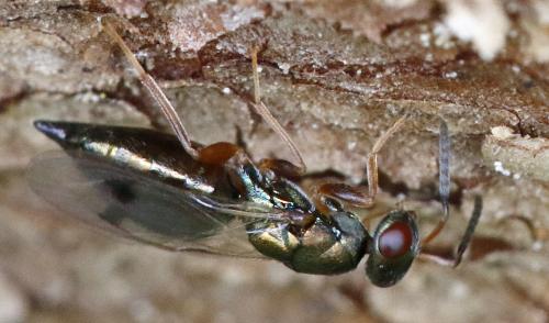 Rhopalicus tutela