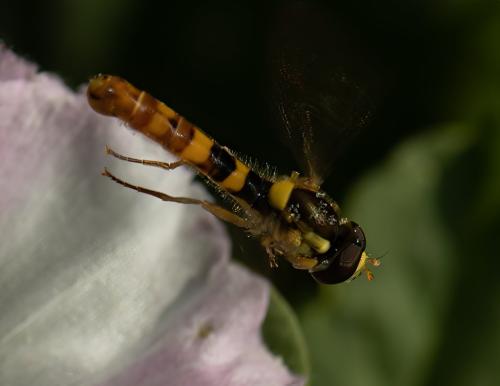Réf. 317 412 : Sphaerophoria scripta