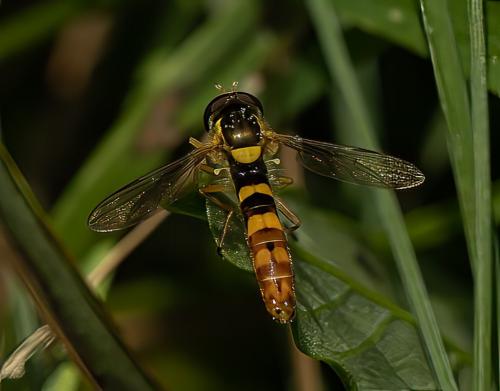 Réf. 317 411 : Sphaerophoria scripta