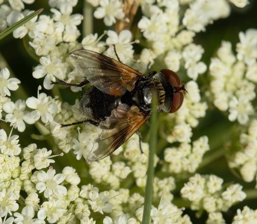 Réf. 317 384 : Ectophasia sp.