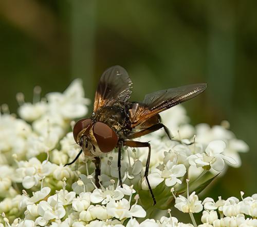 Réf. 317 385 : Ectophasia sp.