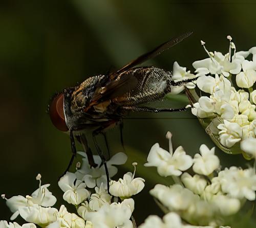 Réf. 317 398 : Ectophasia sp.