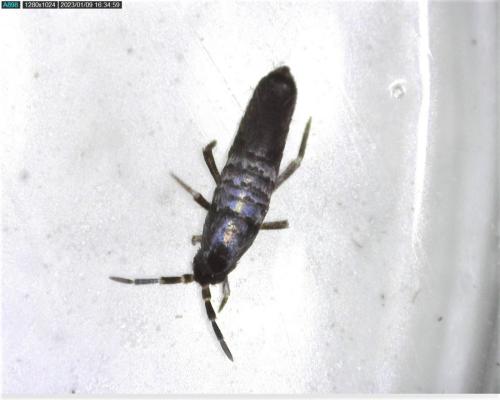 Lepidocyrtus curvicollis