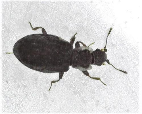 Cartodere nodifer