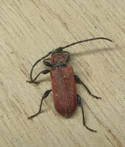 Pyrrhidium sanguineum