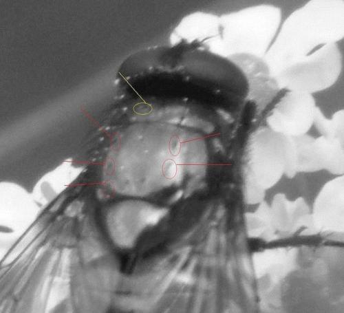 Neomyia sp.