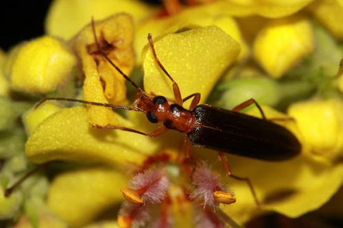 Nacerdes carniolica