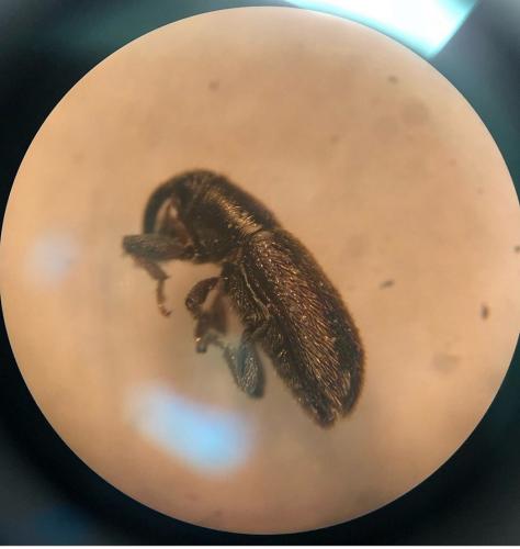 Mecinus circulatus