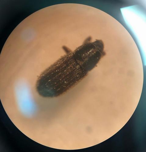 Mecinus circulatus