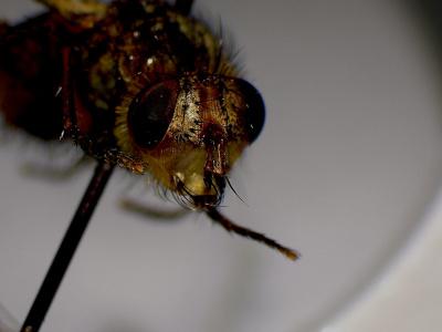 Réf. 317 481 : Tachina fera