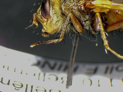 Tachina fera