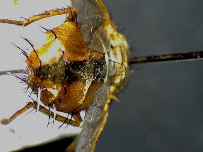Tachina fera