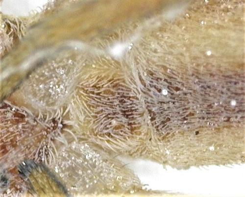 Réf. 317 028 : Tibellus sp.