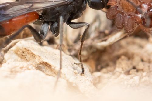 Priocnemis sp.