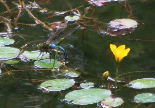 Anax imperator