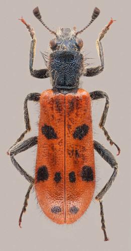 Réf. 317 666 : Trichodes octopunctatus