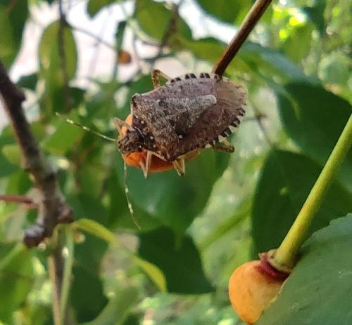 Réf. 317 681 : Halyomorpha halys