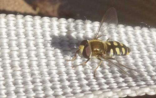 Eupeodes corollae