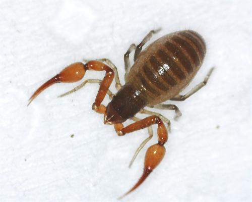 Neobisium sp.