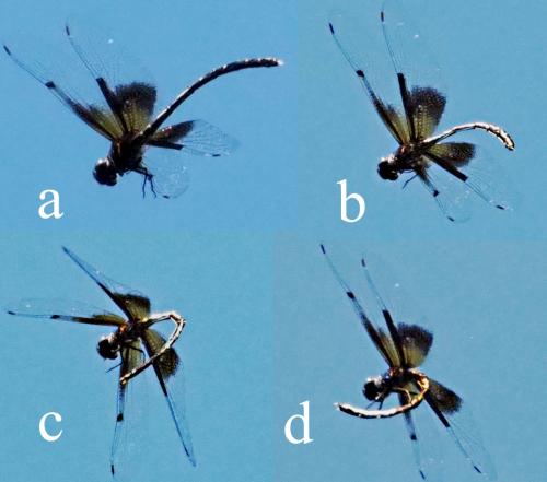 Synthemis miranda