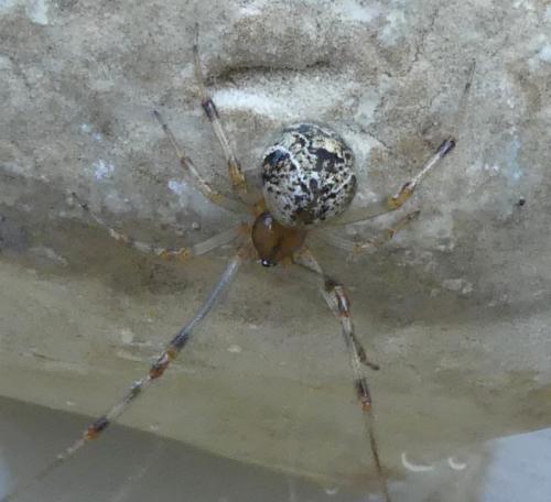 Parasteatoda tepidariorum