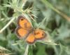 317061 – Photo : Catherine Reymonet-Smitten – France (31)