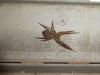 317113 – Photo : Andre Astric – France (68)