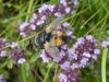 317833 – Photo : Andre Astric – France (68)