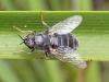 317590 – Photo : Mathurin CARNET – France (58)