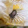 317989 – Photo : Philippe Fourtier – France (06)