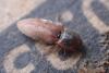 317733 – Photo : Guénael Hallart – France (02)