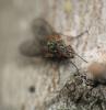 317150 – Photo : Philippe Fourtier – France (06)