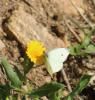 317241 – Photo : Philippe Fourtier – France (06)