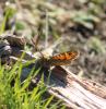 317449 – Photo : Philippe Fourtier – France (06)