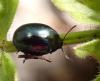 317857 – Photo : Catherine Reymonet-Smitten – France (19)