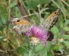 317081 – Photo : Catherine Reymonet-Smitten – France (31)
