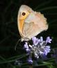 317082 – Photo : Catherine Reymonet-Smitten – France (19)