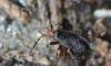317519 – Photo : Christian Berquer – France (50)