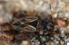 317344 – Photo : Christian Berquer – France (50)