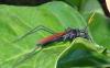 317919 – Photo : Bernard Perthuis – Guyane française