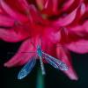 317545 – Photo : lguez – France (91)